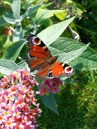 Aglais io ( Dagpauwoog )